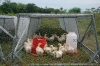 chicken-tractor-1