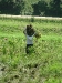 harvesting-rice-2