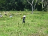 harvesting-rice