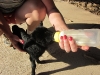 lamb1