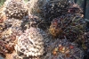 palm-fruit