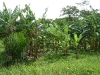 plantain