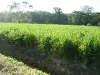 rice-field