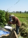 rice-threshing